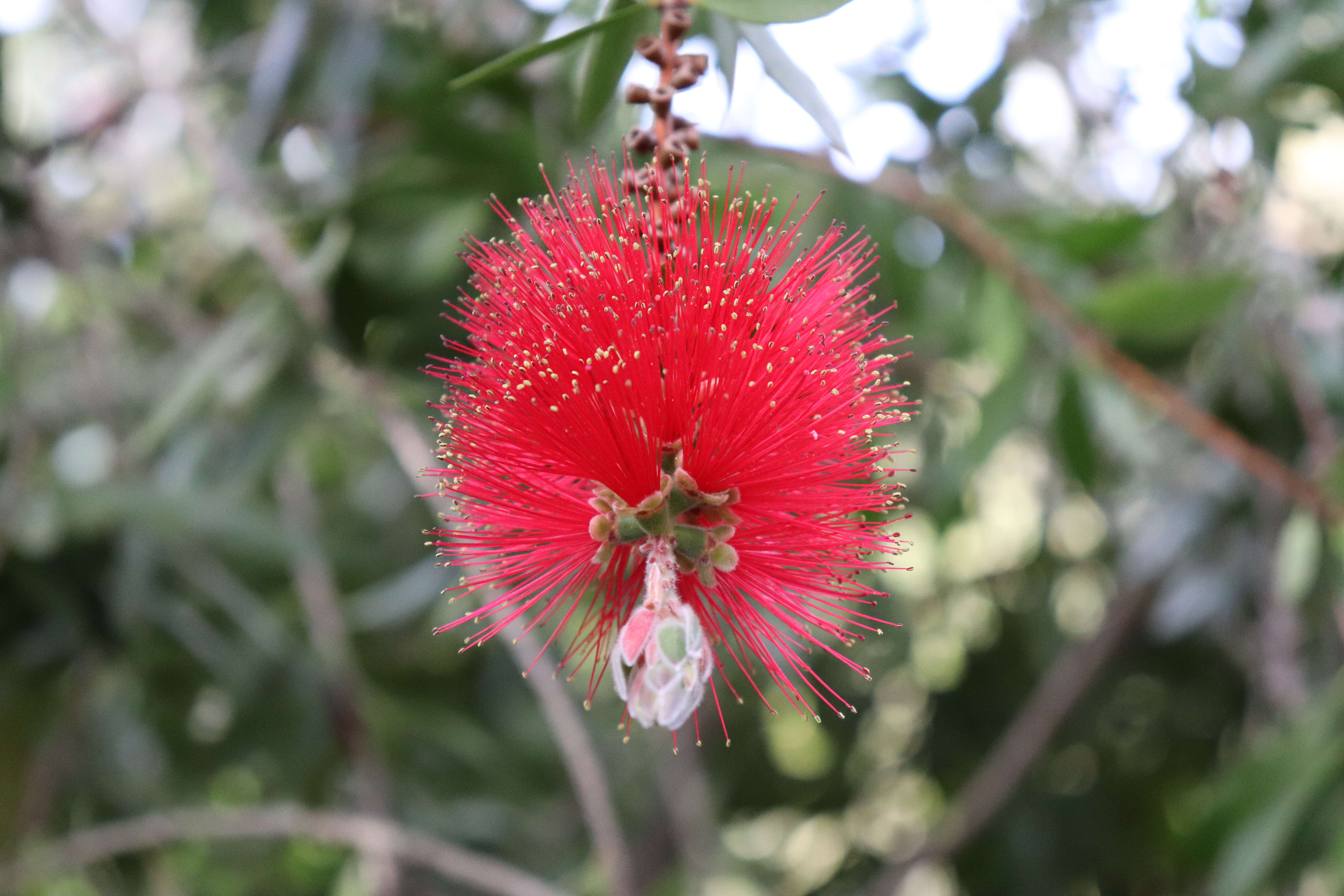 Image of crimson bottlebrush