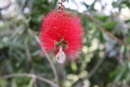 Image of crimson bottlebrush