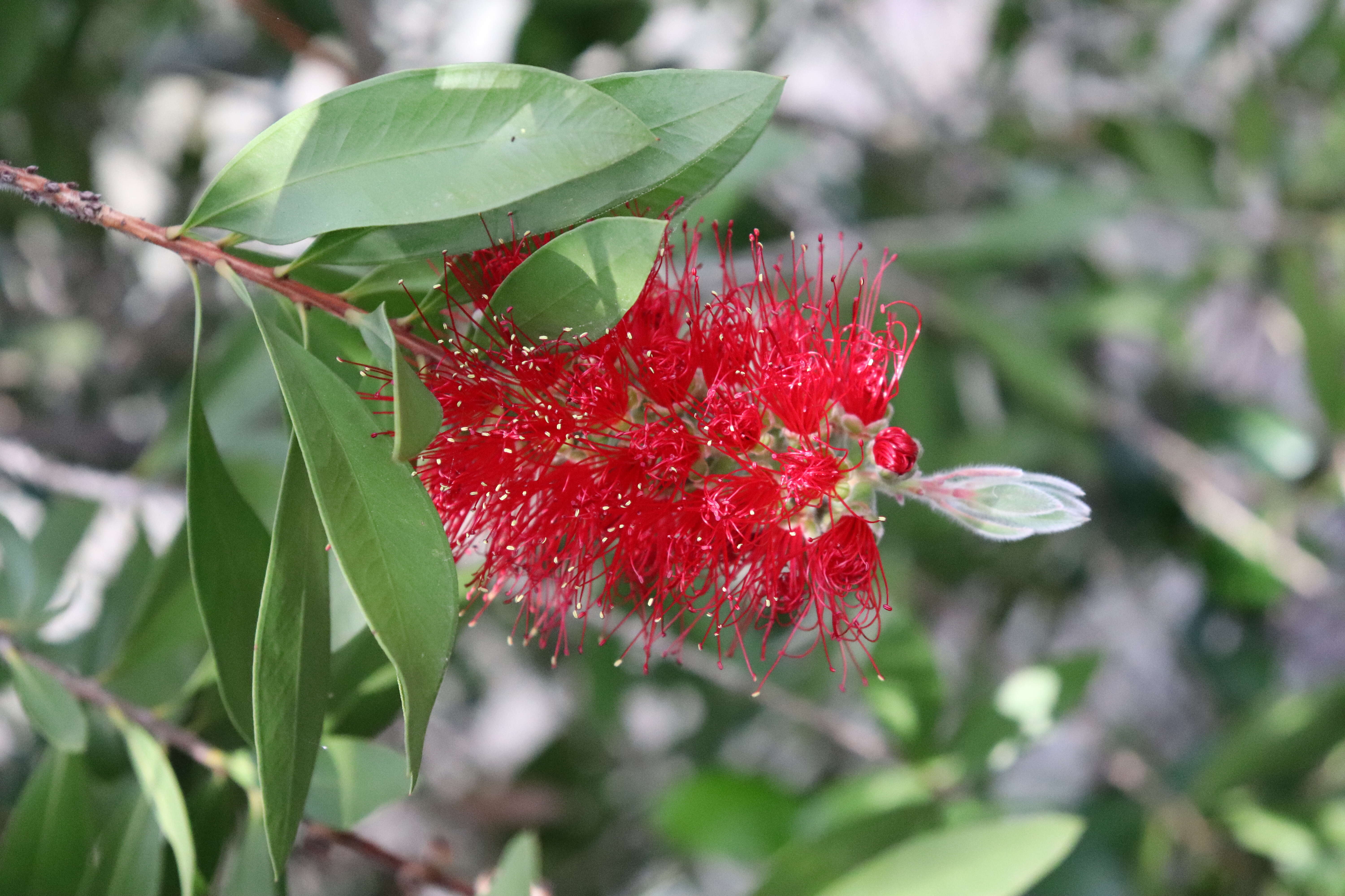 Image of crimson bottlebrush