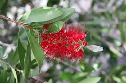 صورة Callistemon citrinus (Curtis) Skeels