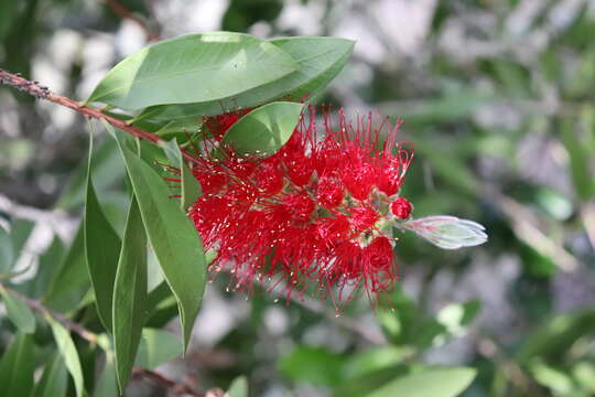 صورة Callistemon citrinus (Curtis) Skeels