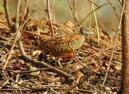 Image of Barred Buttonquail