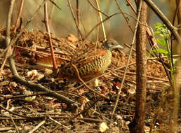 Image of Barred Buttonquail