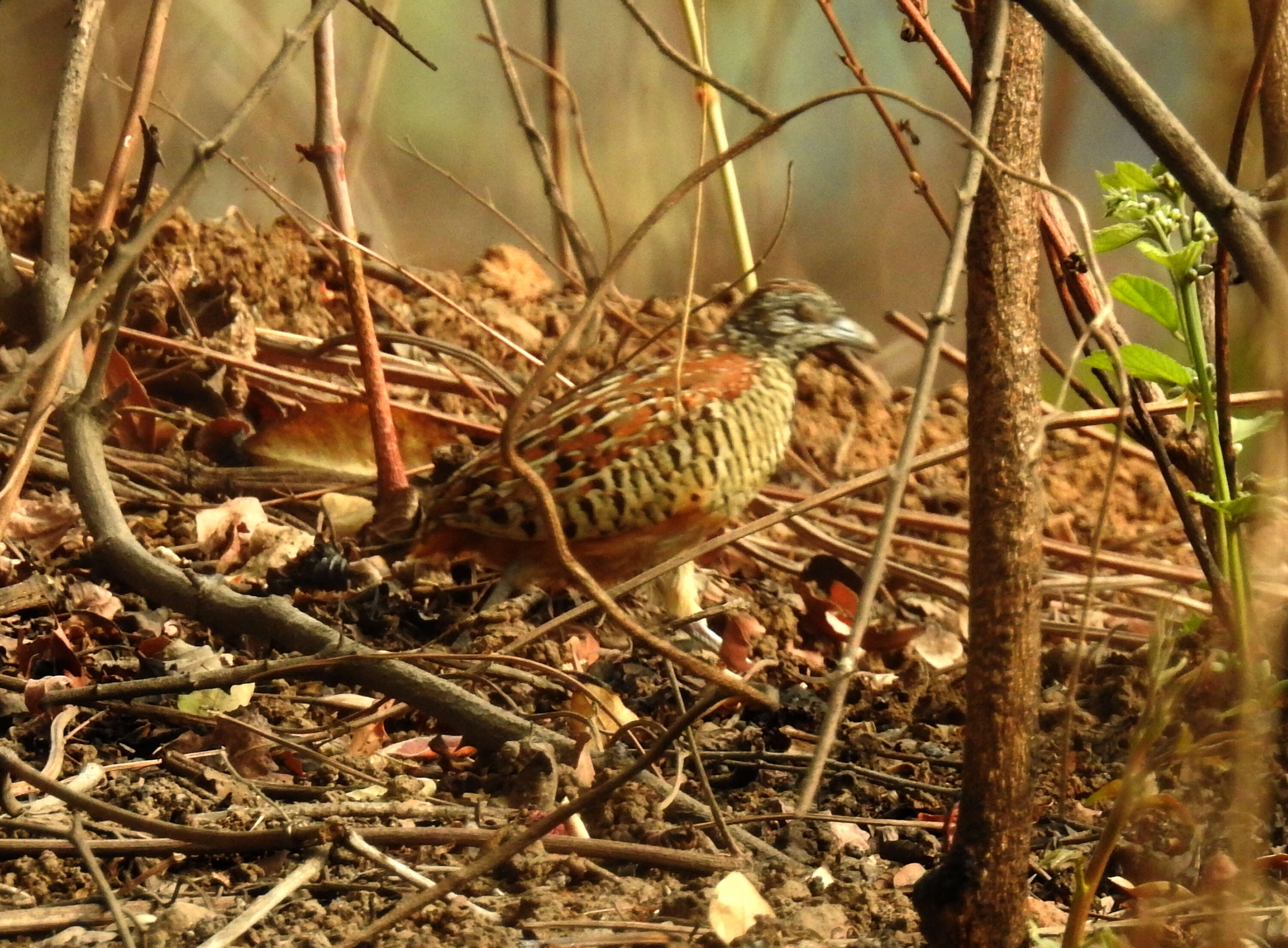 Image of Barred Buttonquail