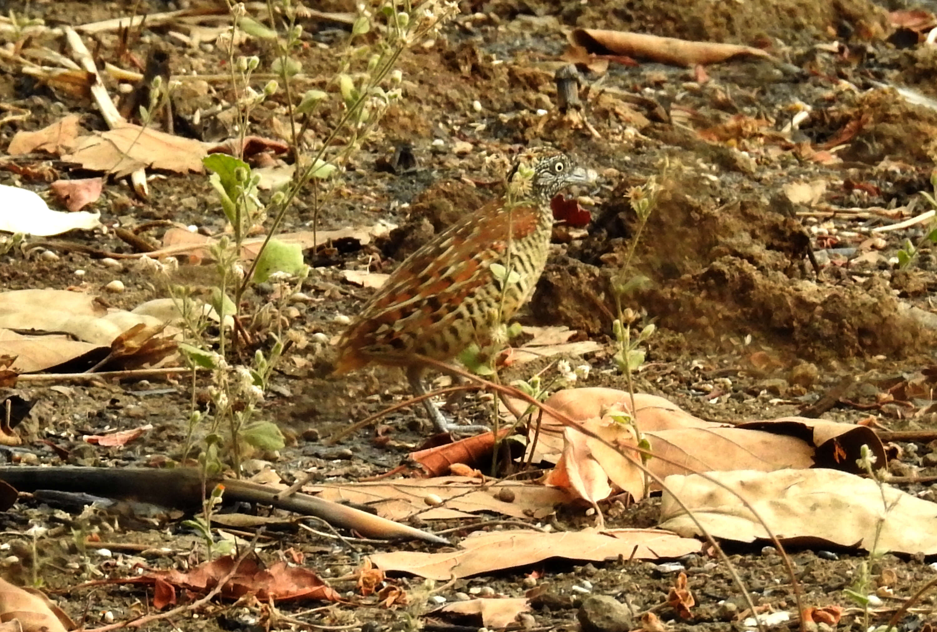 Image of Barred Buttonquail