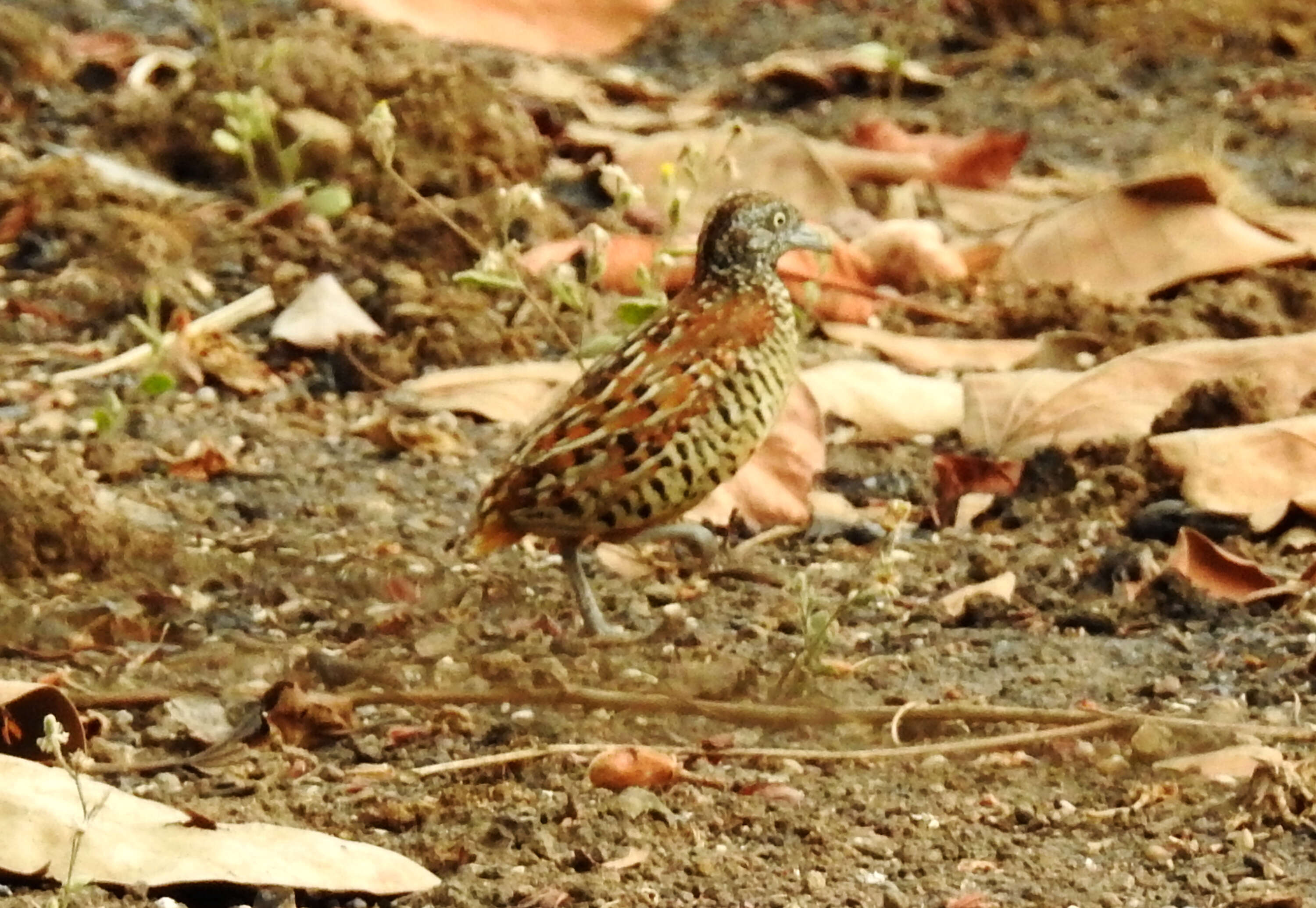 Image of Barred Buttonquail