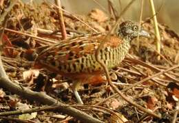 Image of Barred Buttonquail