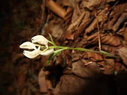 Image of Cephalanthera erecta (Thunb.) Blume