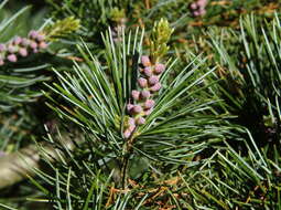 Image of Japanese White Pine