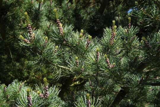 Image of Japanese White Pine