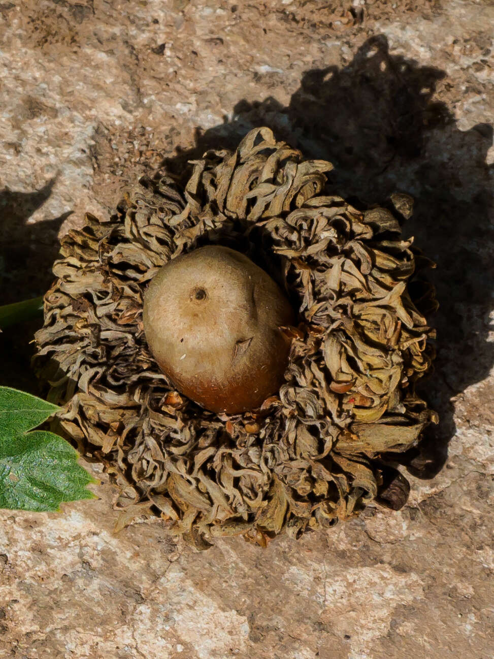 Image of Vallonea oak