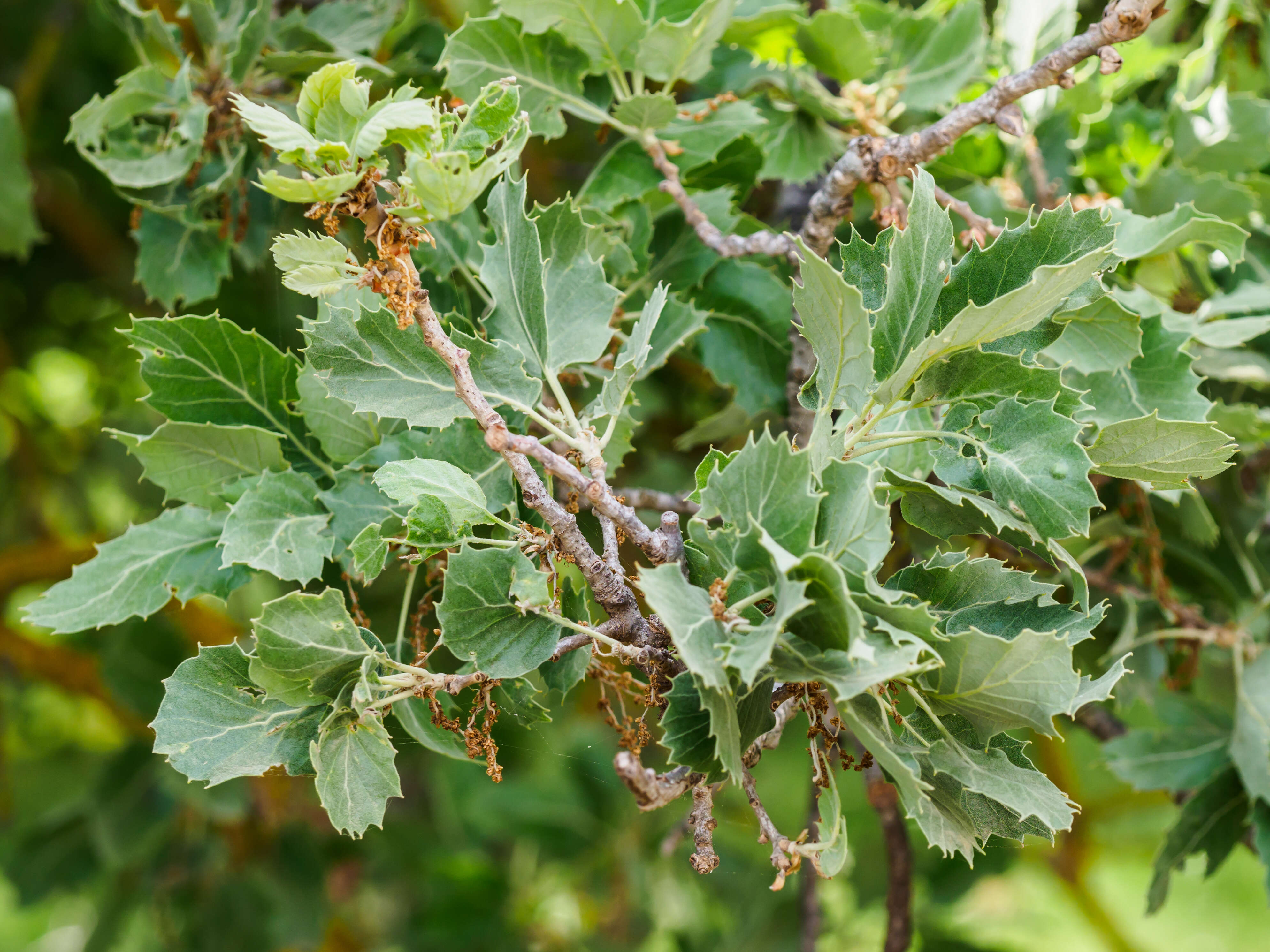 Image of Vallonea oak