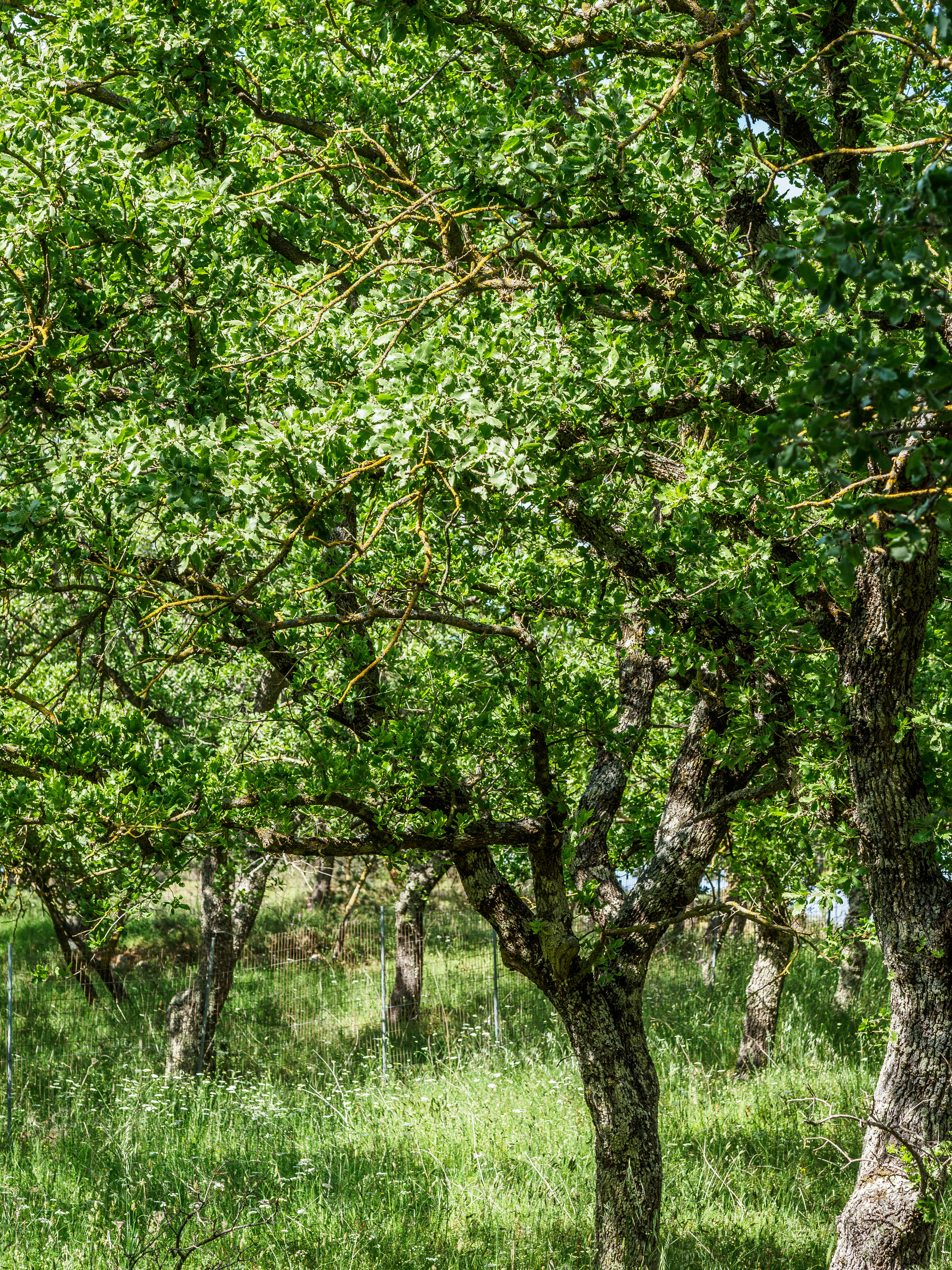 Image of Vallonea oak