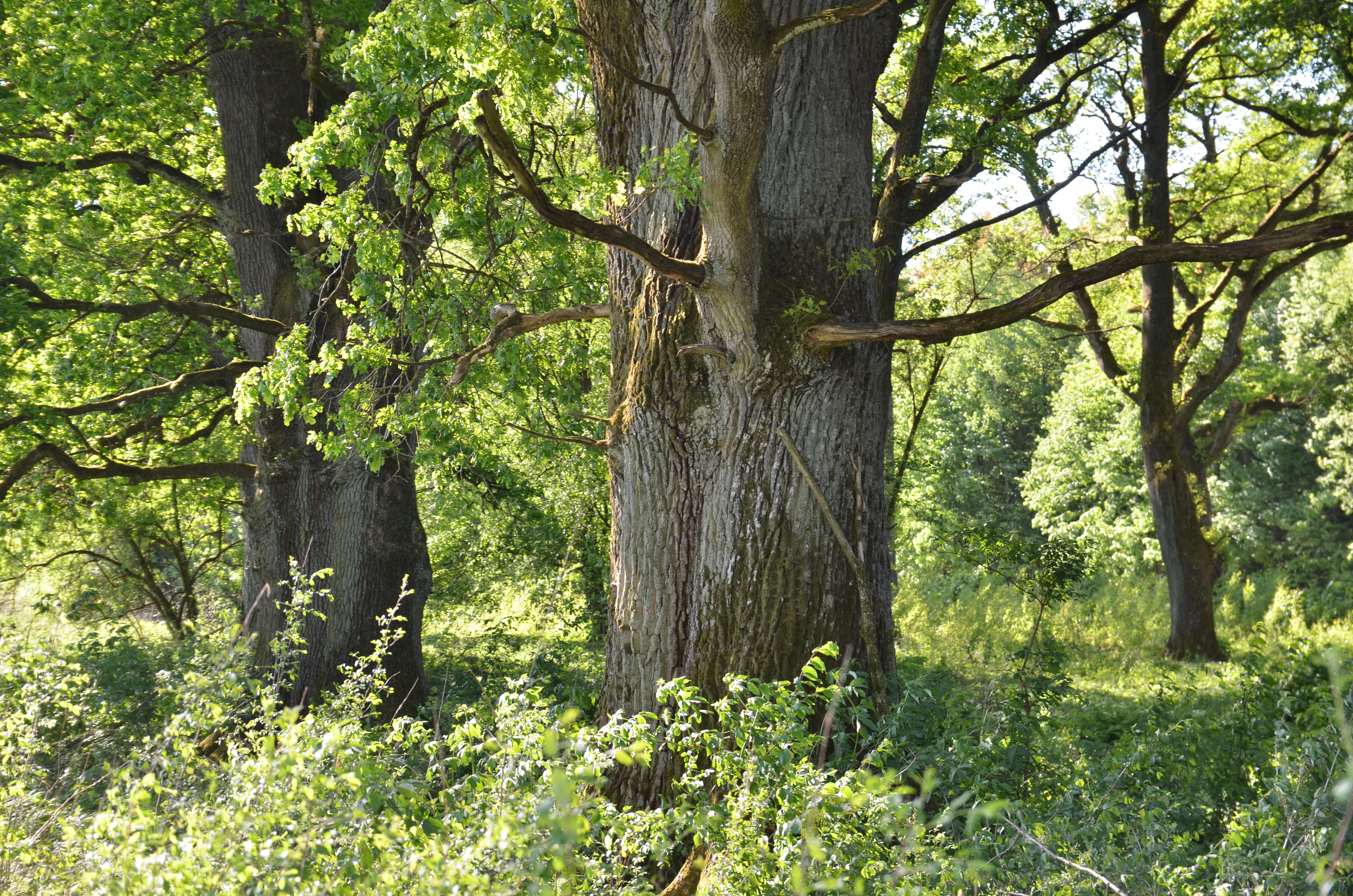 Image of English oak