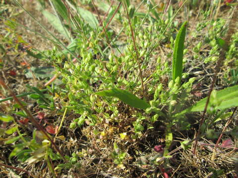 Image of Thyme-leaved Sandwort