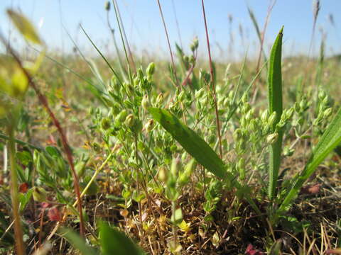 Image of Thyme-leaved Sandwort