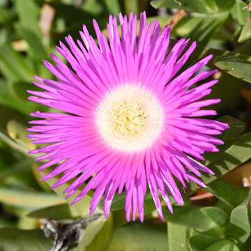 Image of Ice Plants