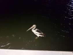 Image of Australian Pelican