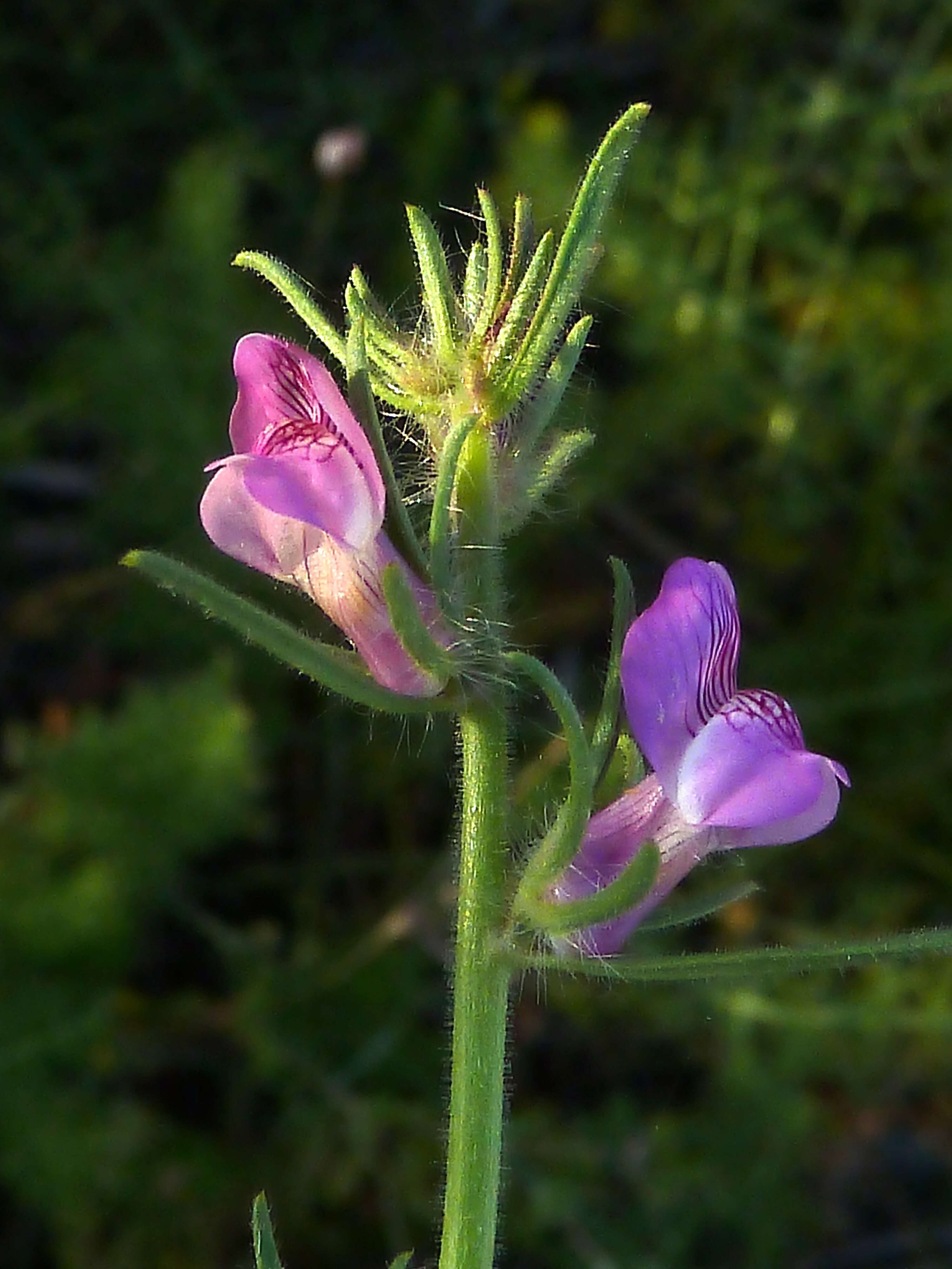 Слика од Misopates orontium (L.) Raf.