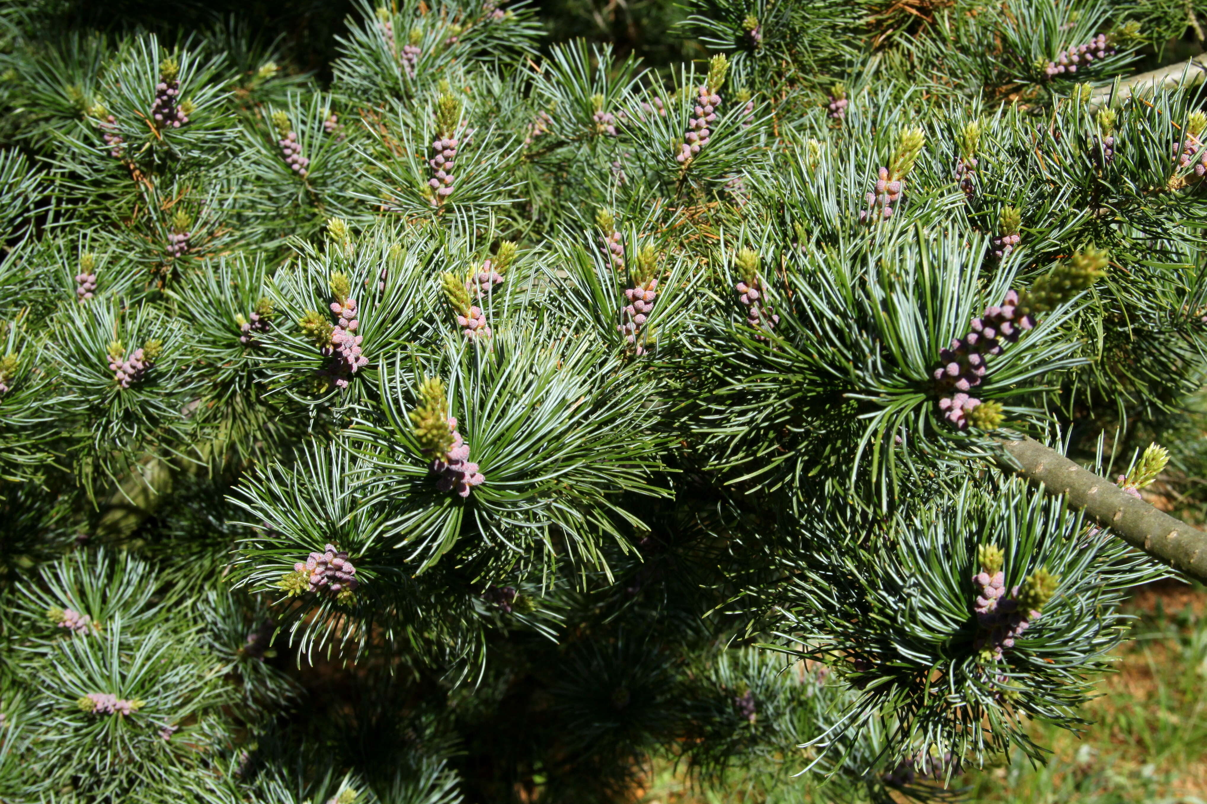 Image of Japanese White Pine