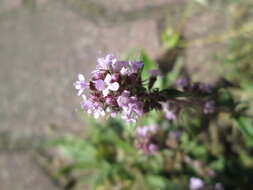 Image of breckland thyme