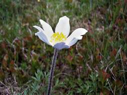 Image de Pulsatille des Alpes