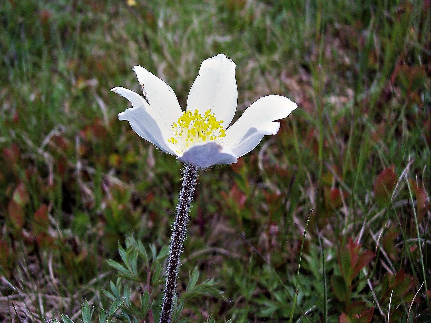 Image de Pulsatille des Alpes