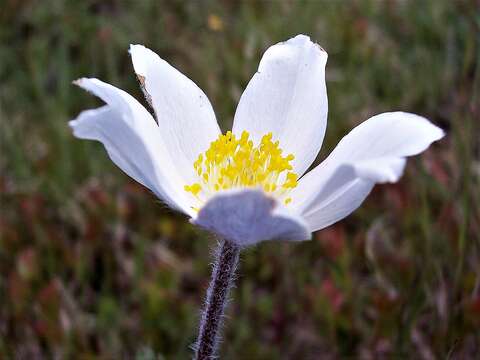 Image of European pasqueflower