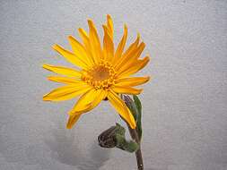 Image of mountain arnica