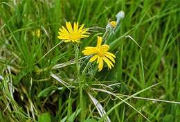 Image of mountain arnica