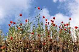 Image of corn poppy