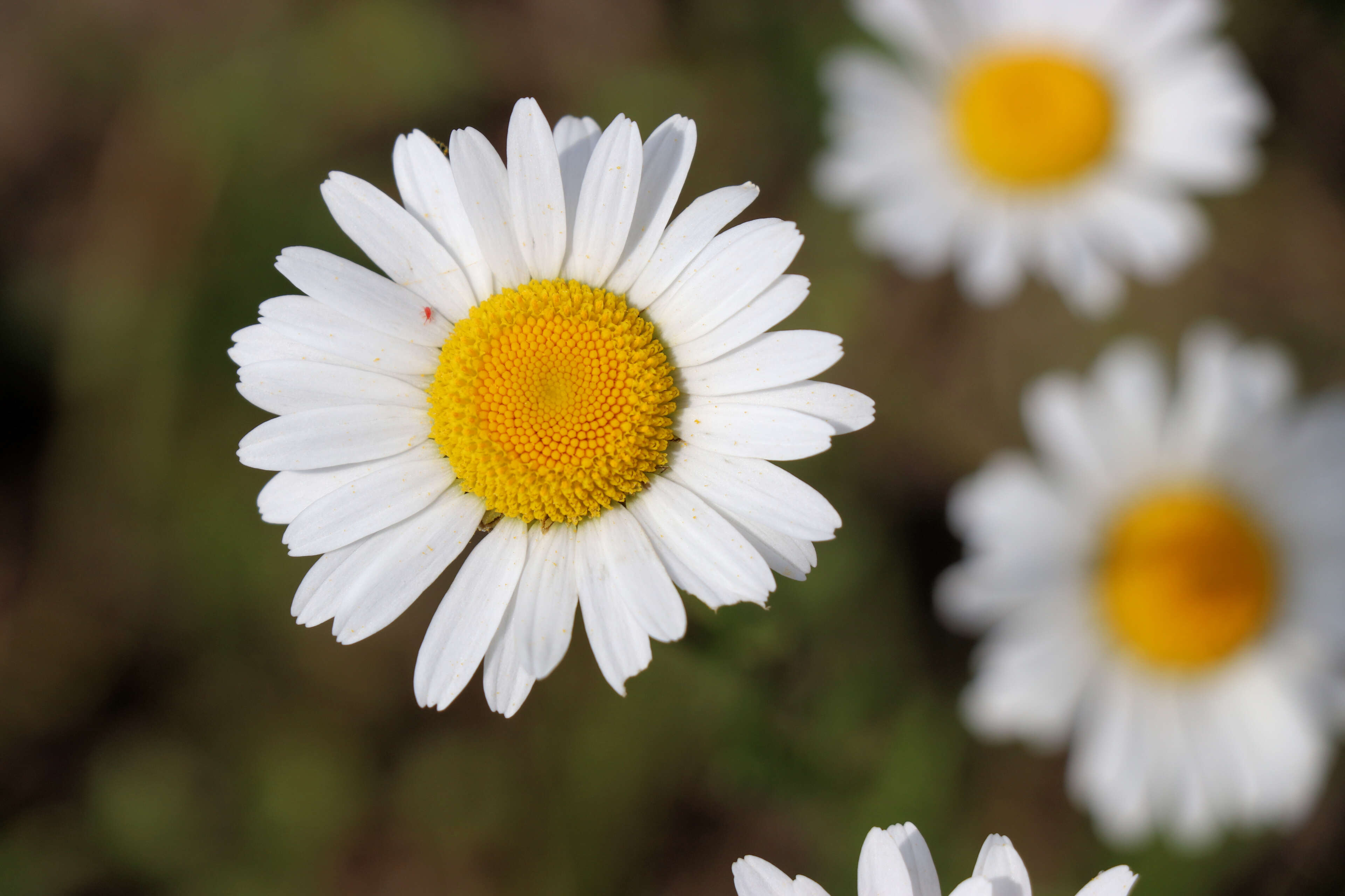 Imagem de Trombidium holosericeum