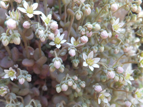 Image of thick-leaf stonecrop