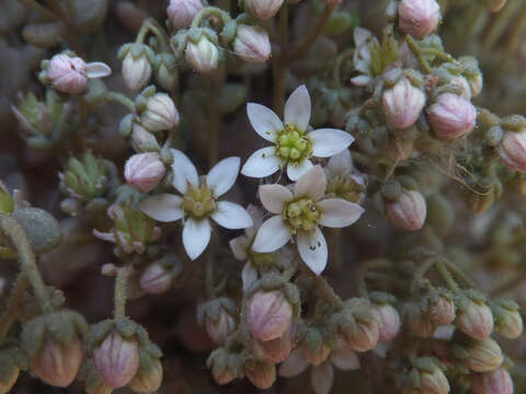 Image of thick-leaf stonecrop