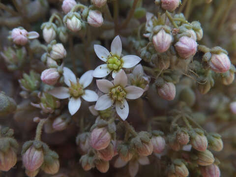 Image of thick-leaf stonecrop