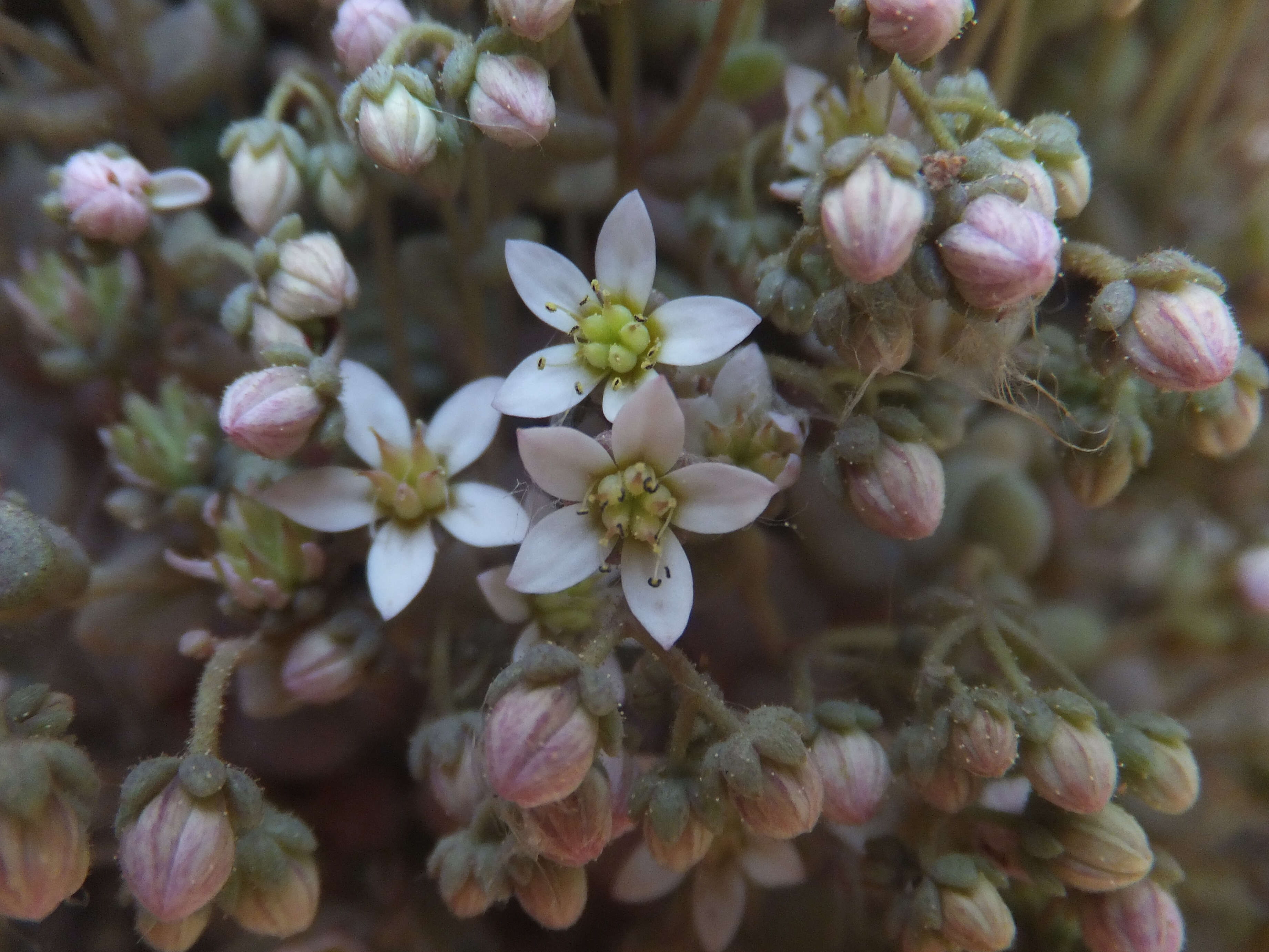 Imagem de Sedum dasyphyllum L.