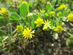 Image of Lesser Hop Trefoil