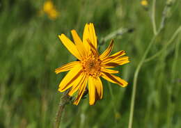 Image of arnica