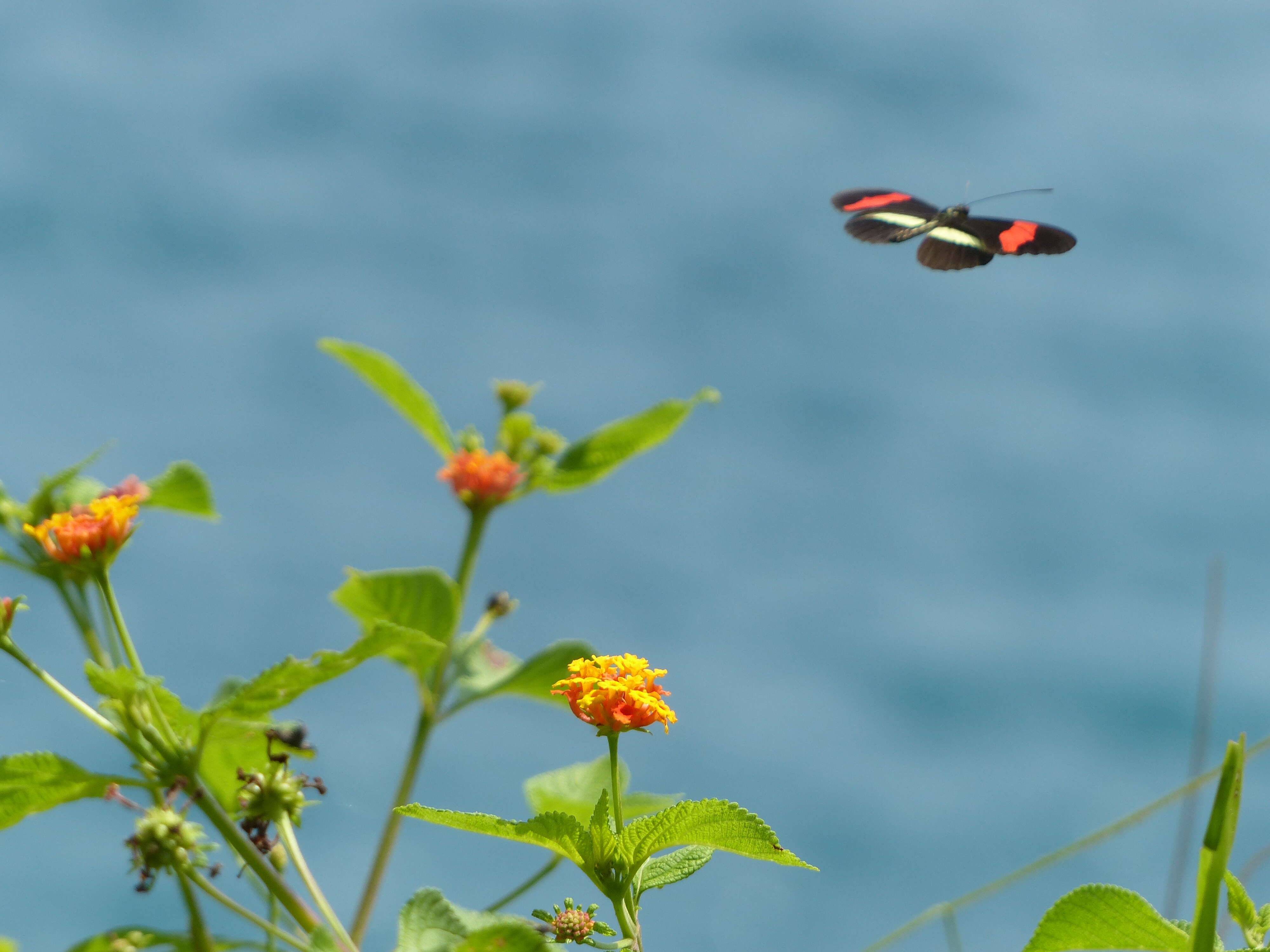 Image of Crimson Patched Longwing