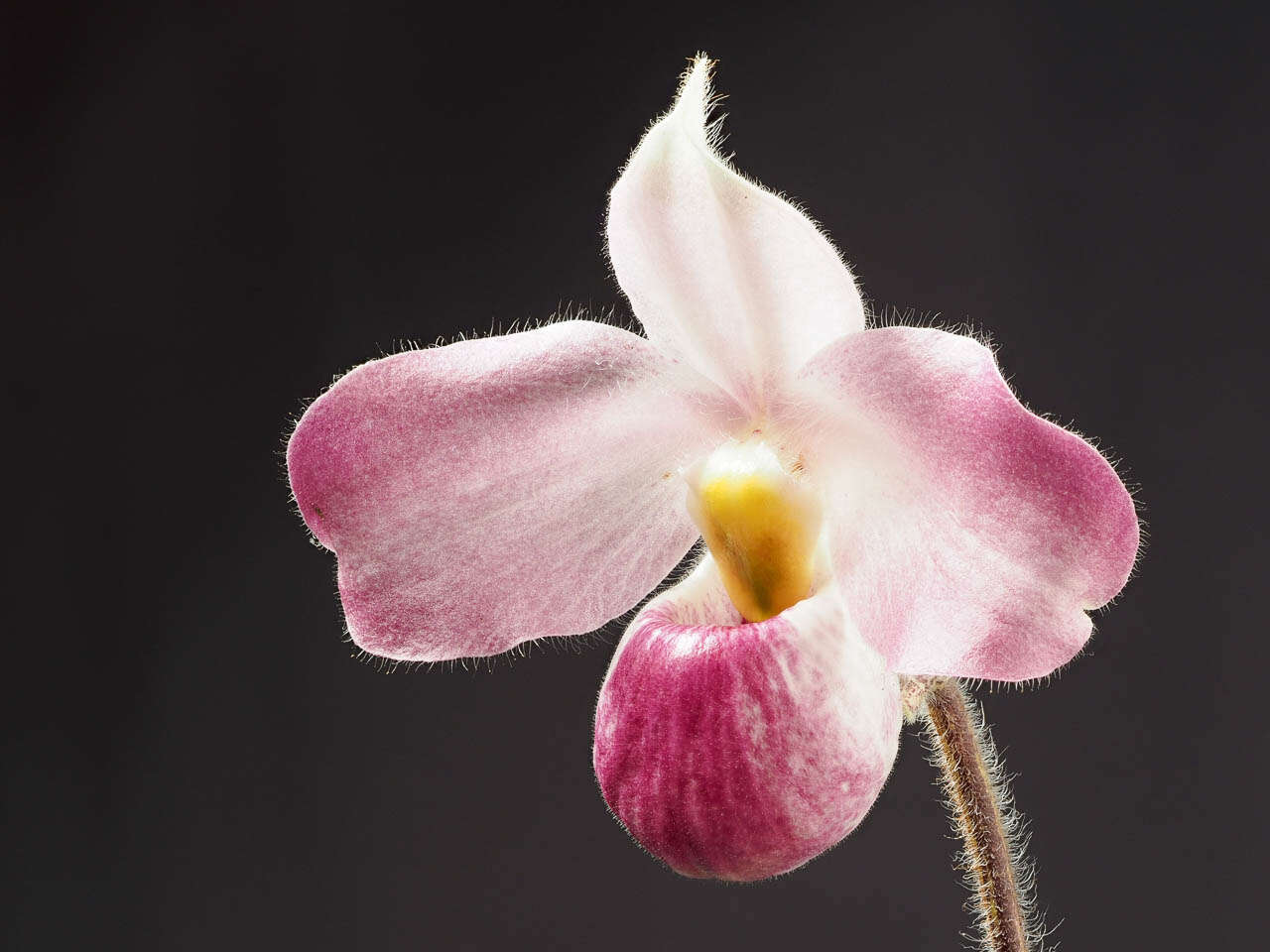 Image de Paphiopedilum vietnamense O. Gruss & Perner