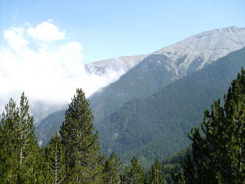 Image of Bosnian Pine