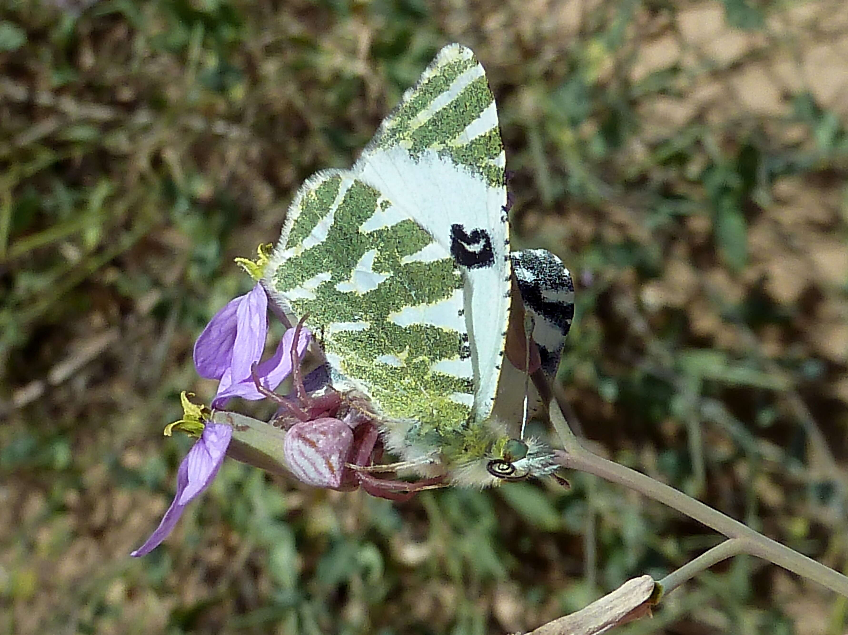 Plancia ëd Euchloe belemia (Esper (1800))