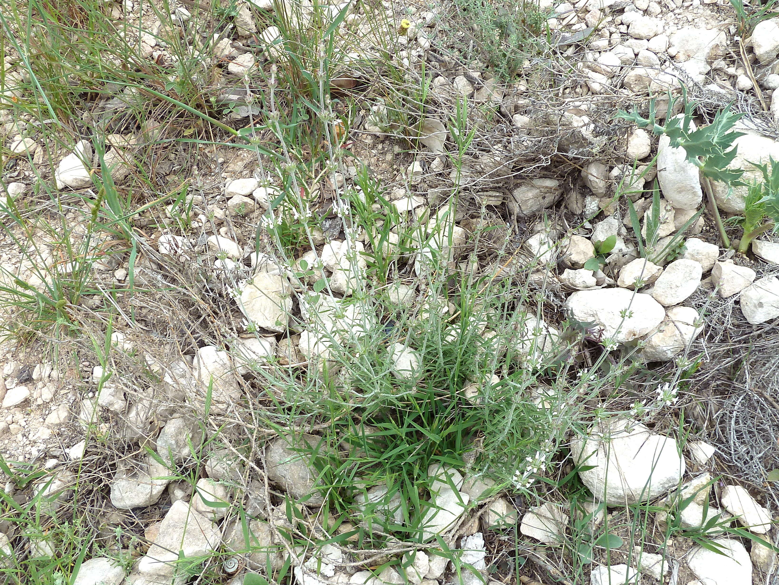 Image of Sideritis leucantha Cav.