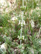 Image of Sideritis leucantha Cav.