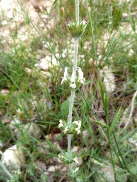 Image of Sideritis leucantha Cav.