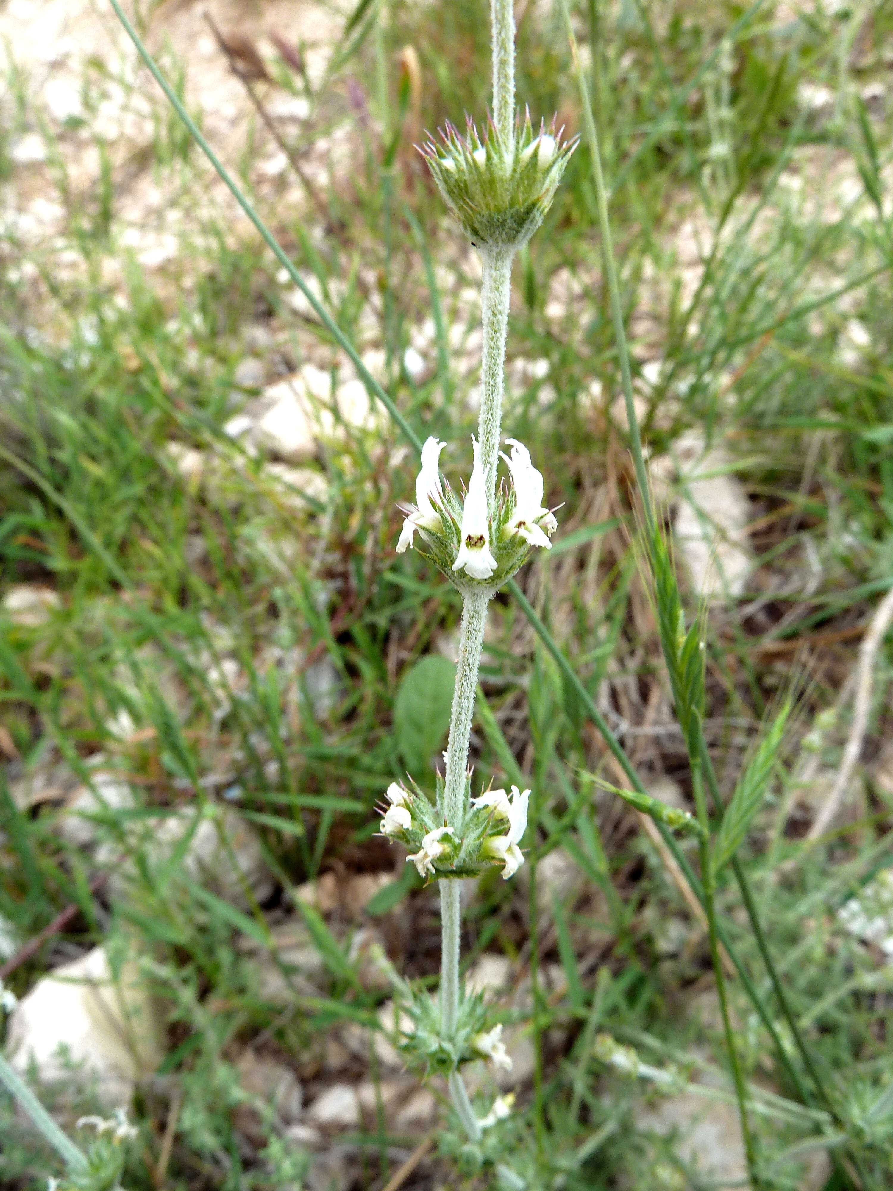 Image of Sideritis leucantha Cav.