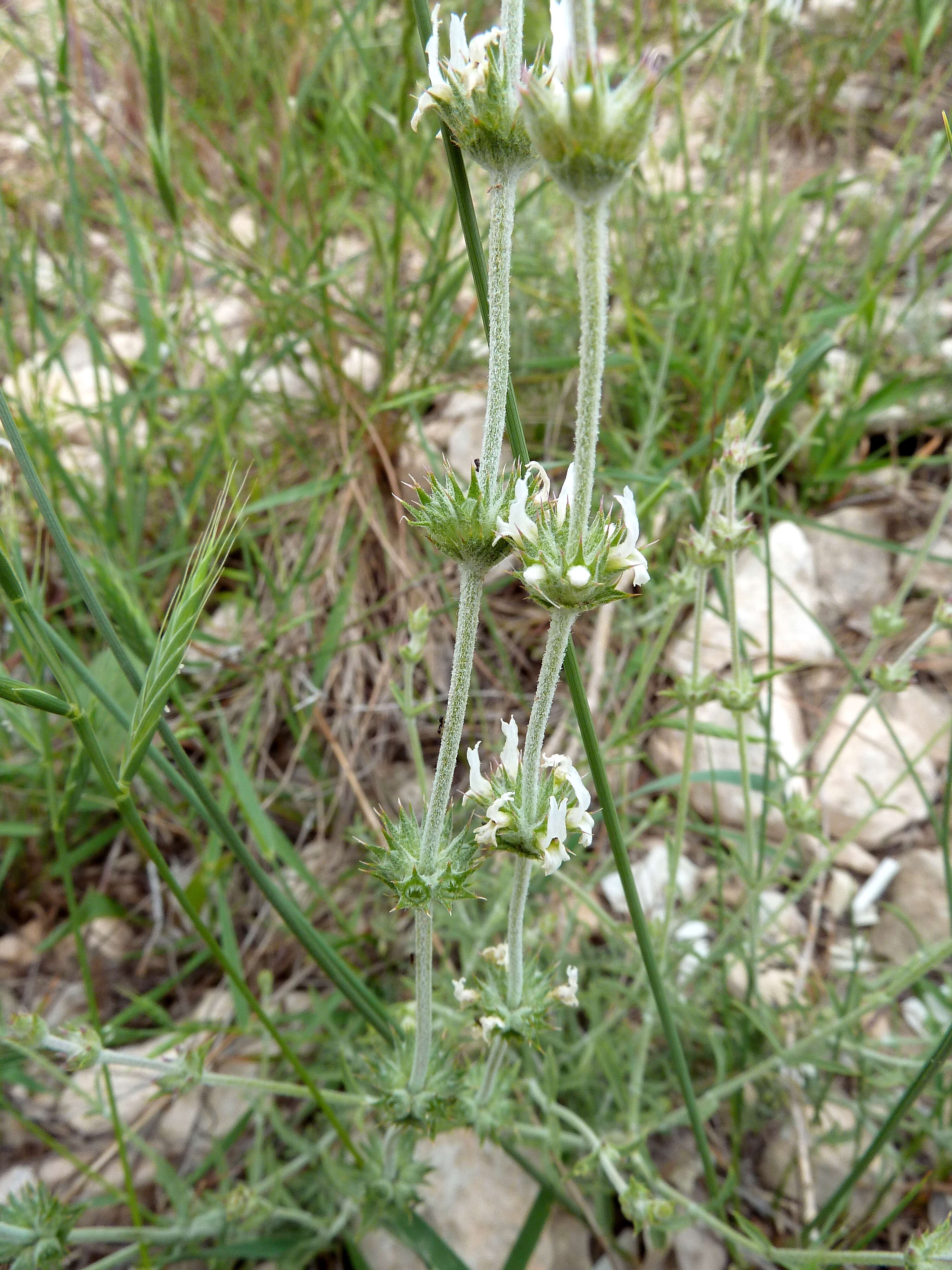 Image of Sideritis leucantha Cav.