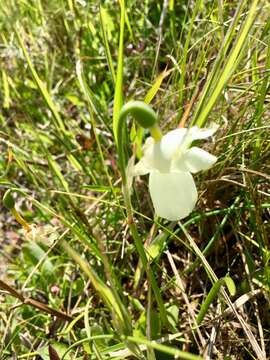 Image of Narcissus cernuus