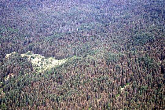 Image of Mountain Pine Beetle