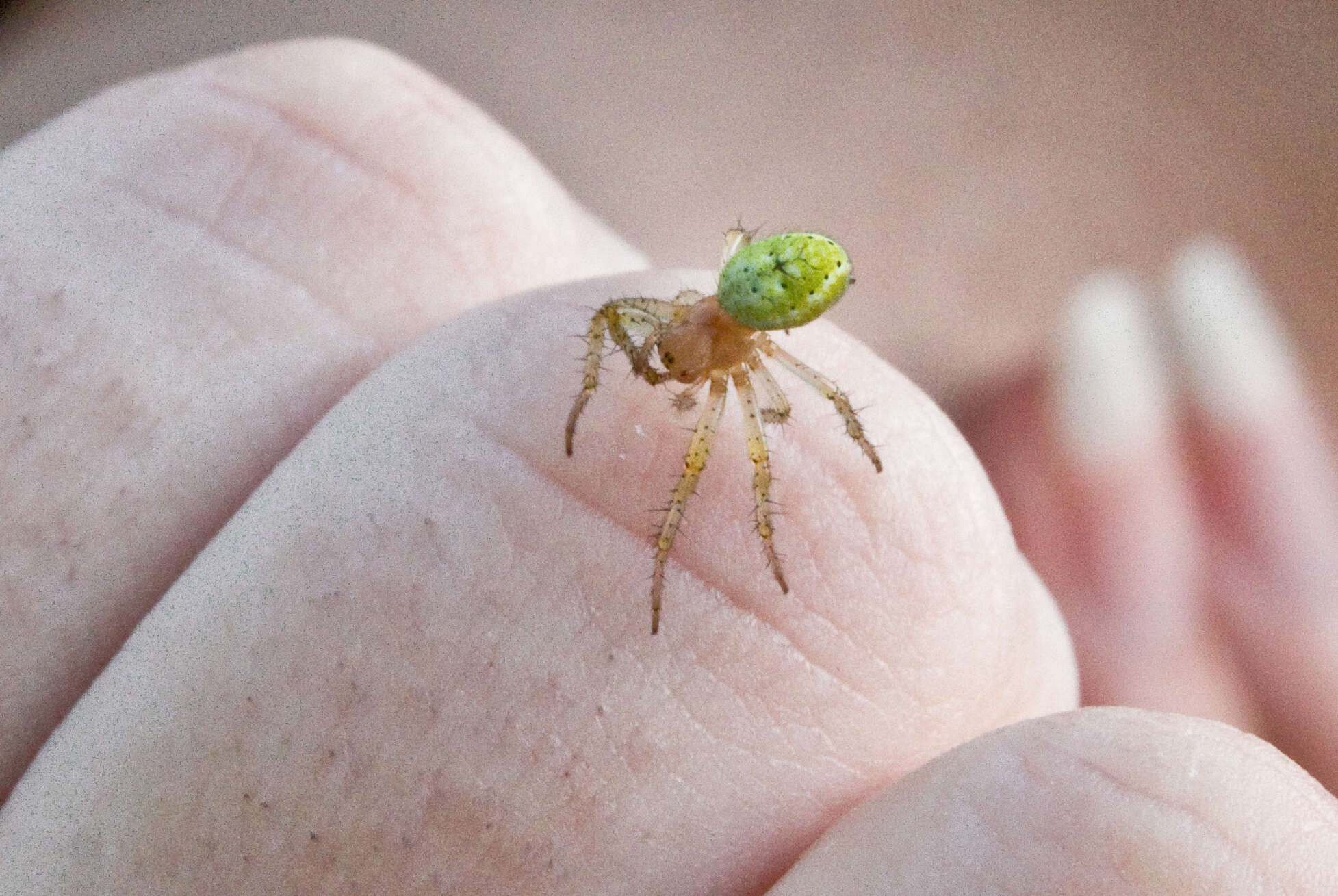 Image of Cucumber green spider